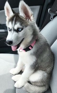 a husky dog sitting in the back seat of a car