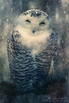 an owl is sitting in the snow with its eyes closed