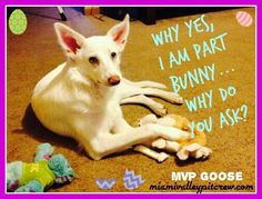 a white dog laying on the floor next to stuffed animals and a sign that says why yes, i am part bunny why do you ask?