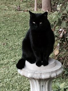 a black cat sitting on top of a white pedestal