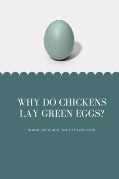 Why do chickens lay green eggs? We debunk common myths and misconceptions (and explore the truth) in this post. 

#chickens #backyardchickens #greeneggs #coloredeggs #raisingchickens #chickentips #homesteading #farming #livestock #organicfarming