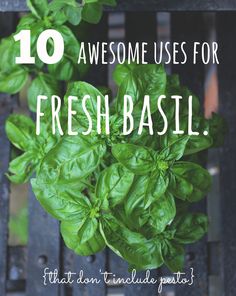 fresh basil plants with the words 10 awesome uses for fresh basil