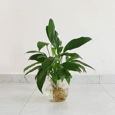 a potted plant sitting on top of a white tile floor