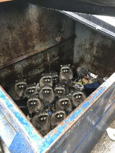 there are many raccoons in the trash can