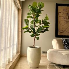 a potted plant sitting in the middle of a living room