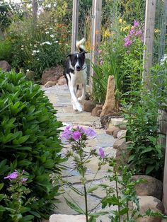 a black and white dog is running through the garden with purple flowers in front of it