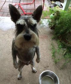 a dog standing on its hind legs next to a bowl