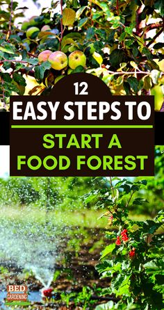 the words, 12 easy steps to start a food forest