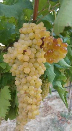 bunches of grapes hang from the vine in an orchard