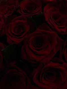 a bunch of red roses sitting on top of each other in the dark night time