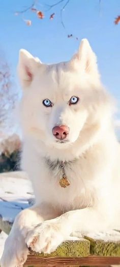 a white dog with blue eyes sitting in the snow