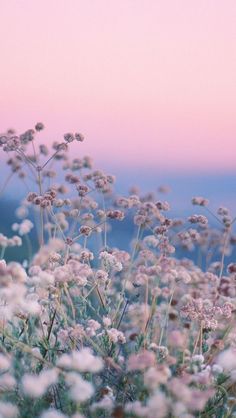 a field filled with lots of white flowers next to a pink and yellow sign that says perdree para encontrarse