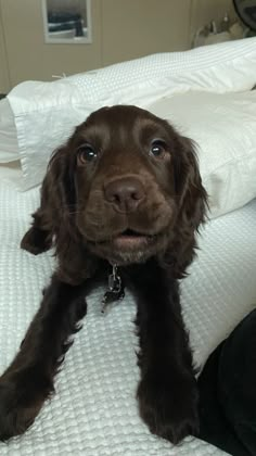 a brown dog laying on top of a bed with white sheets and pillows behind it