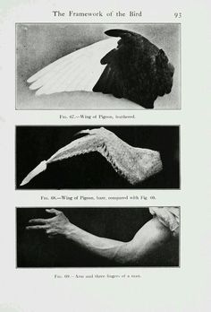 an old book with three pictures of birds in different stages of wing spans and wings