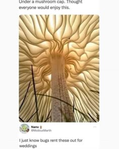 an image of a mushroom with the caption'under a mushroom cap, thought everyone would enjoy this '