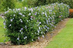 blue and pink flowers line the side of a garden