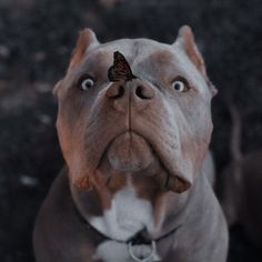 a brown and white dog with a butterfly on it's nose looking up at the camera