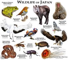 an image of wild life of japan poster