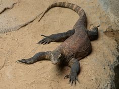 a large lizard laying on top of a rock