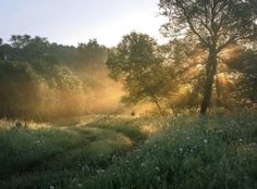 the sun is shining through the trees and grass