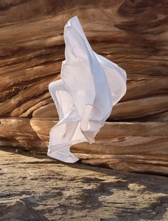 a white piece of cloth hanging off the side of a tree trunk in an arid area