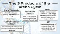 Krebs Cycle Summary: Reactions, Products, Importance, Location Pharmacology Nursing Study, Oxidative Phosphorylation, Citric Acid Cycle, Plant Biology, Acetyl Coa, Electron Transport Chain, Redox Reactions, Krebs Cycle