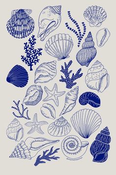 black and white drawing of seashells with seaweed, starfish and coral