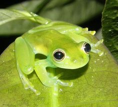 a green frog sitting on top of a leaf