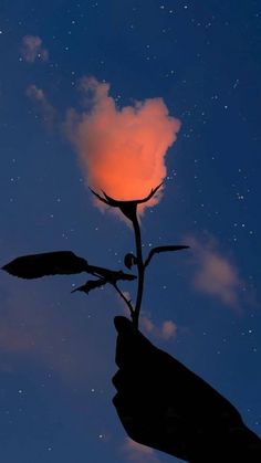 the silhouette of a plant against a night sky with stars and clouds in the background