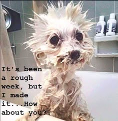 a dog sitting on top of a bath tub