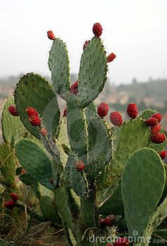 a cactus with red fruit on it's leaves in front of the desert landscape