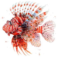 a red and white fish with orange spots on it's head