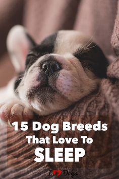 a small dog sleeping on top of a person's arm with the caption, 15 dog breeds that love to sleep