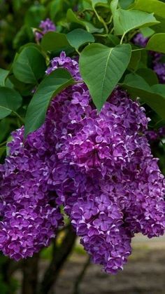 purple lilacs are blooming in the garden