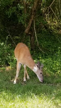 a deer grazing in the grass next to some trees and bushes with a tag on it's ear