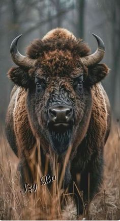 Bison Portrait, Buffalo Photography, Buffalo Pictures, Bison Tattoo, Bison Photography, Bison Photo, Buffalo Tattoo, Most Dangerous Animals, Buffalo Painting