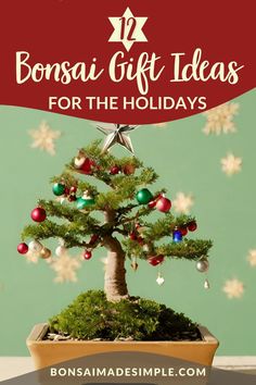 a bonsai christmas tree in a pot with the words bonsai gift ideas for the holidays