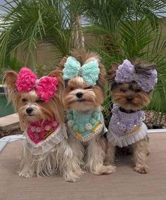 three small dogs are dressed up in clothes