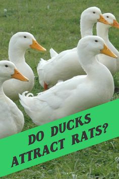 four ducks are standing in the grass with text that reads do ducks attract rats?