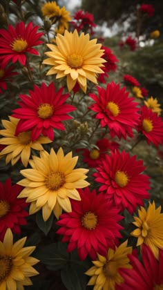 red and yellow flowers with green leaves in the background