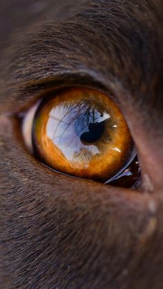 an orange cat's eye is reflected in the water