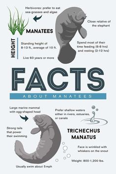 the different types of fish are shown in this graphic diagram, which shows how they look like