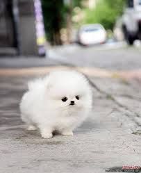 a small white dog standing on top of a sidewalk