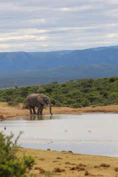 an elephant is standing in the water near some bushes and trees with mountains in the background