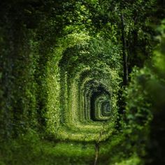 an image of a tunnel in the woods that looks like it's going to fall