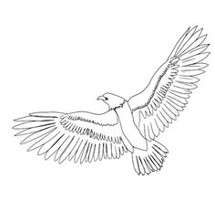 a bird flying in the sky with its wings spread