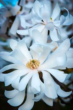 some white flowers are blooming in the sun