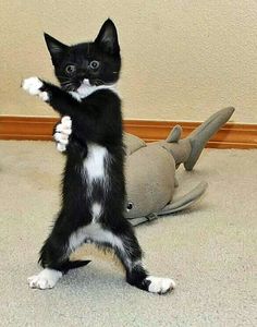 a black and white kitten standing on its hind legs in front of a stuffed animal