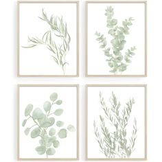 four different types of plants are shown in this set of four prints, each with green leaves