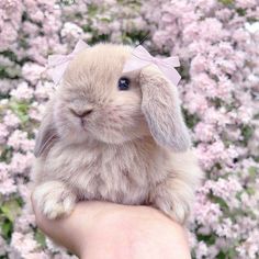 a person holding a small bunny in front of some pink flowered trees and bushes